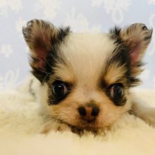 ハイテンションの元気印☆チワワくん♪