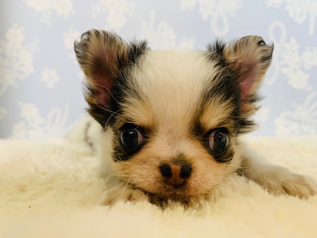 ハイテンションの元気印☆チワワくん♪