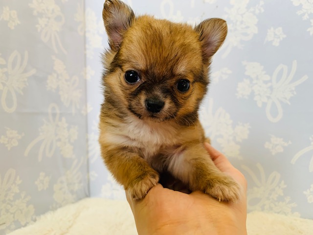 マイペースなおちびちゃん♡チワワくん！！