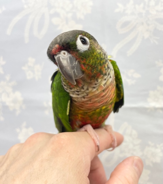 最新画像★ベタ馴れ💛ワキコガネウロコインコ（女の子）2021年12月生まれ