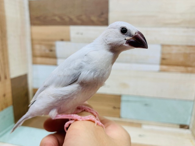 手のひらでくつろぎます♪シルバー文鳥さん☆