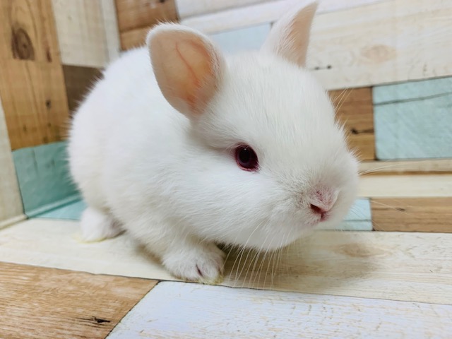 詰まったお顔の赤目ちゃん♪ネザーランドドワーフ♡