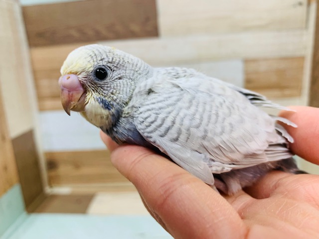 人気のカラー☆セキセイインコ(ライラック　ホワイトウイング)