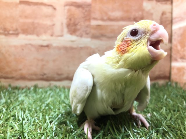 徐々に増えてきました！　オカメインコルチノーカラー　R４　３／１７撮影