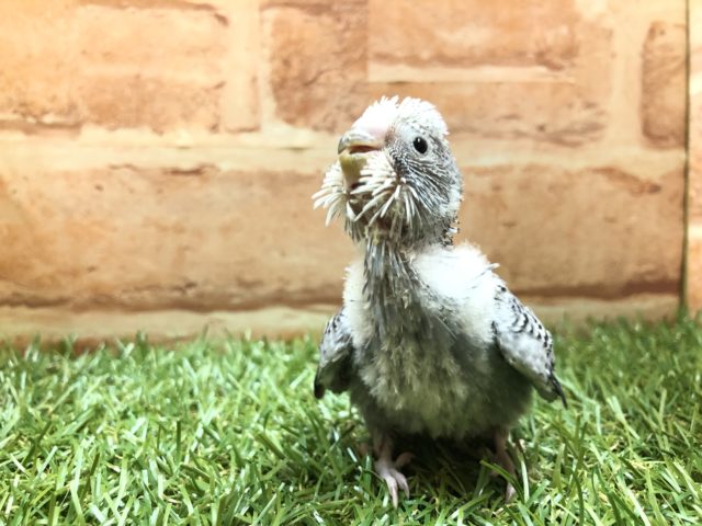 元気いっぱいです！　セキセイインコグレー系　R４　３／１７撮影