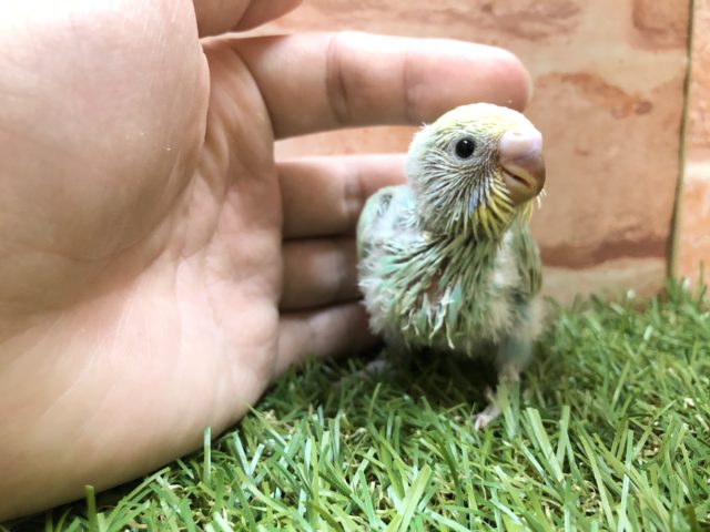 パステルカラーがきれいです　セキセイインコパステルレインボー　R４　３／１７撮影