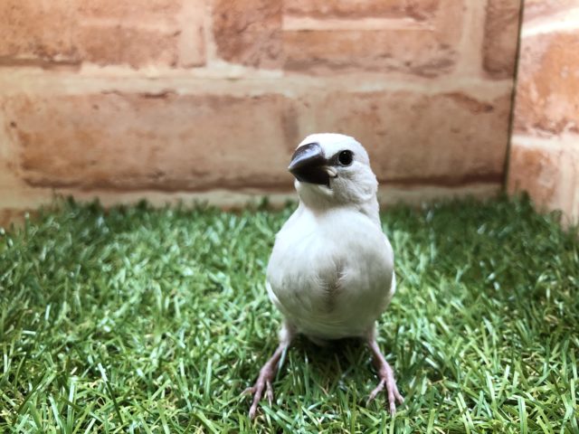 渋いカラー　シルバー文鳥　R4 3／17撮影