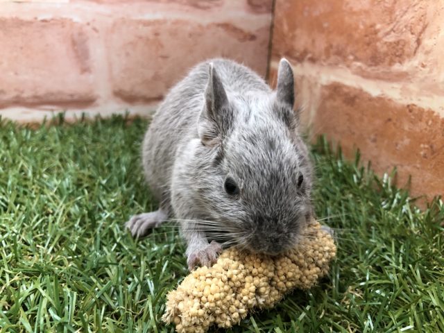 シルバーカラー？　デグーシルバーカラー入舎です　R４　２／２６撮影