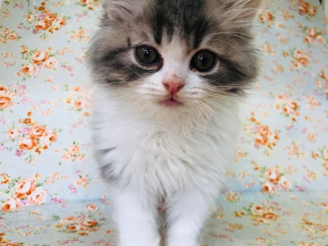 ピンクのお鼻が可愛いね！サイベリアンいるよ！