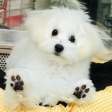 もっふもふ！！マルプーくんいるよ！