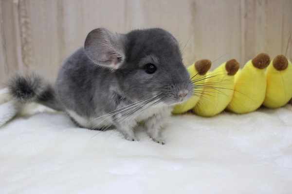 なでなでOK！馴れてます☆チンチラ・ヴァイオレット男の子！