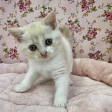 ちょっこり天使降臨☆　スコティッシュフォールドの女のコ　2022.3/26撮影