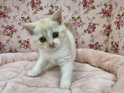 ちょっこり天使降臨☆　スコティッシュフォールドの女のコ　2022.3/26撮影