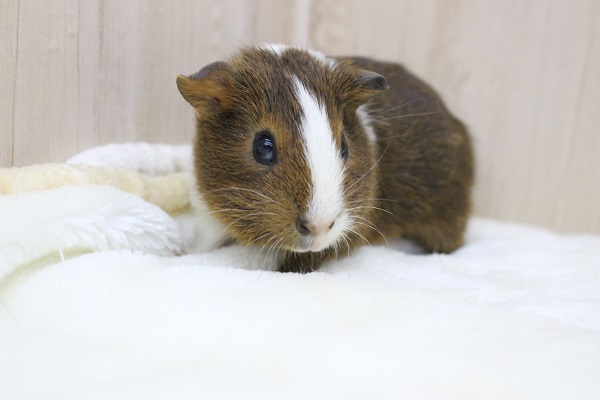 ムッチリボディ☆イングリッシュモルモット・男の子！