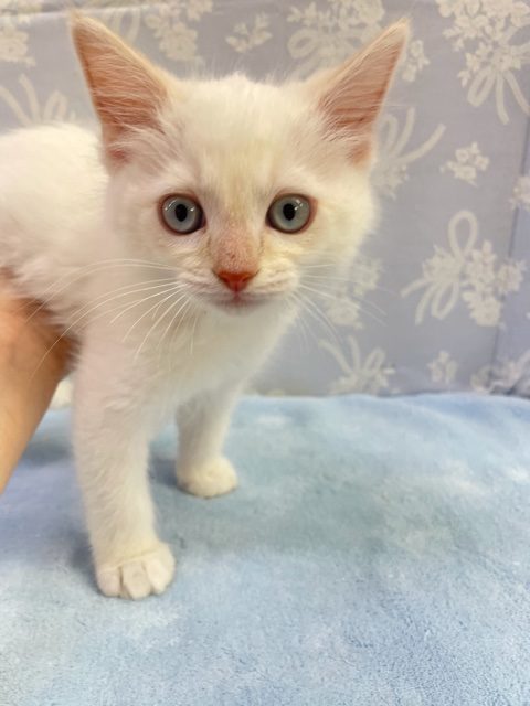 かっこかわいい！！ラグドール（レッドポイント）男の子　2022年1月14日生まれ　入舎!!