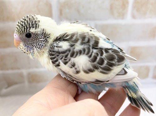 黒い模様多め！セキセイインコ（４色ハルクイン）