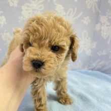 甘えるで💛トイプードル（アプリコット）男の子　2022年1月23日生まれ