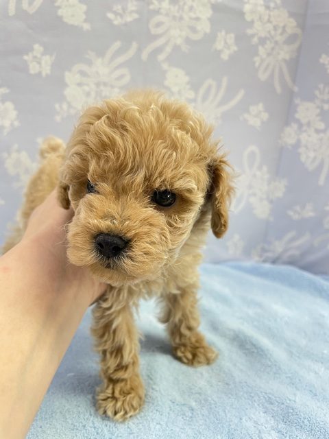 甘えるで💛トイプードル（アプリコット）男の子　2022年1月23日生まれ