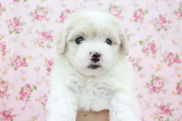 ふわふわシュークリーム☆MIX（マルチーズ×トイプードル）・女の子！