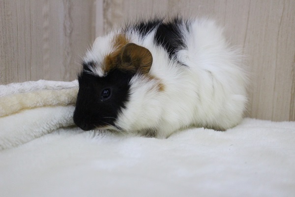 くせっ毛美人☆アビシニアンモルモット・女の子！