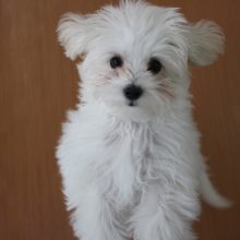 まっしろマルプー見参☆ＭＩＸ（トイプードル×マルチーズ）・男の子！