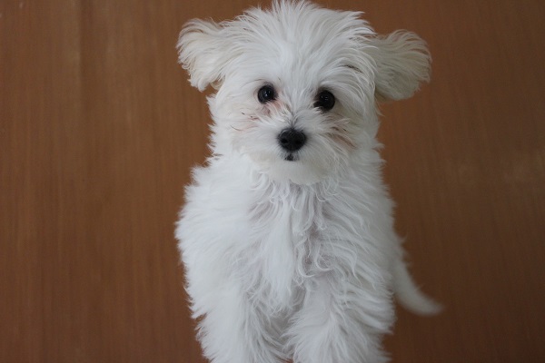 まっしろマルプー見参☆ＭＩＸ（トイプードル×マルチーズ）・男の子！