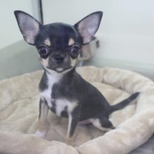 ちっちゃな黒豆！？スムースチワワ・男の子！