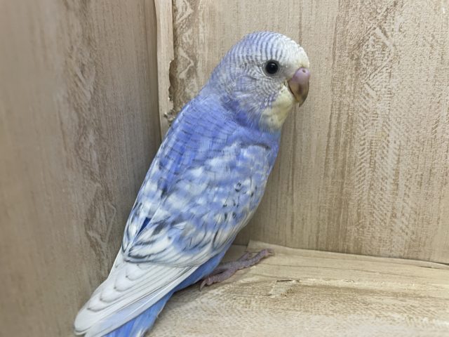 チャーミングポイントは笑顔！！　セキセイインコ　スパングル