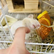 【最新画像あり！カキカキ大好きガールに！】真っ白なアクティブガール☆デグーホワイト(女の子)