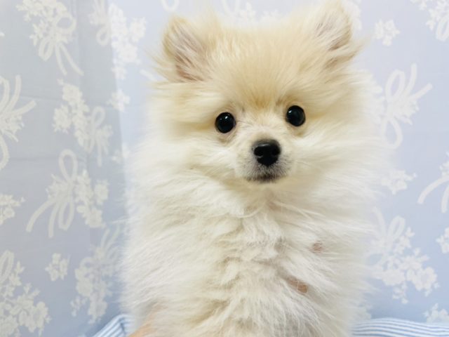 ぴょんぴょん飛び跳ねるやんちゃくん♡ポメラニアン(男の子)