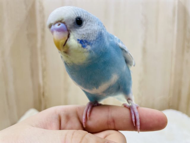 最新画像になりますよ！ちょこんと乗っている姿がカワイイです！　セキセイインコ　スパングルパイド