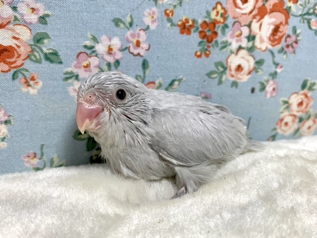 マメルリハ ダイリュートモーヴ 4/12