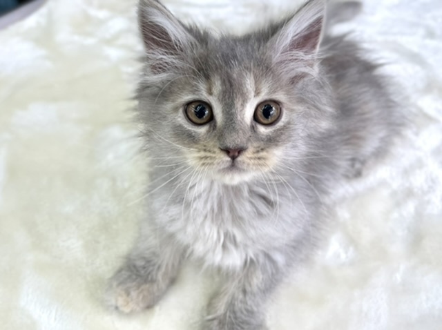 サイベリアン（ブルーパッチドタビー）2022年2月6日生まれ　女の子