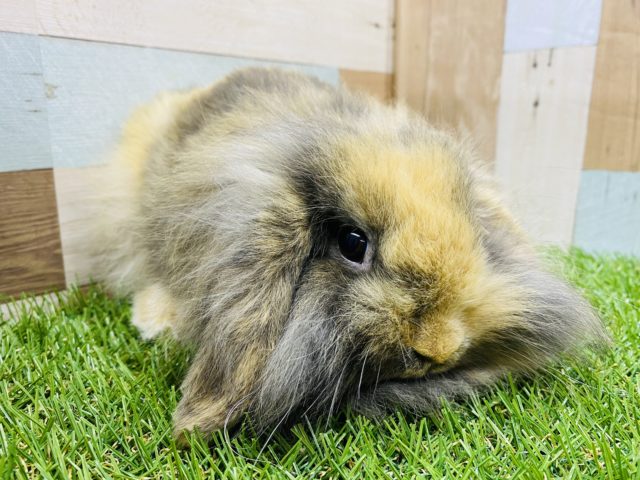 最新画像有り！モフモフすぎて目が見えない？おっとりなロップイヤーラビットやって来ました〜