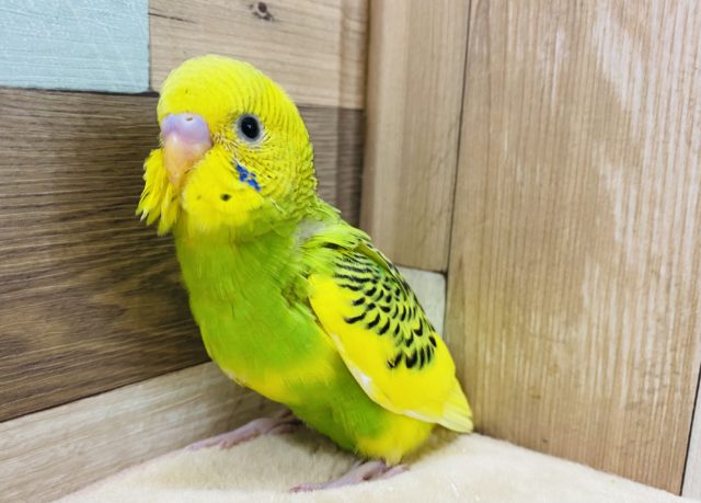 鮮やかなカラーのセキセイインコ☆パイドカラーやって来ました！