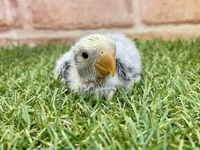 爽やかカラーの“バイオレットパイド”です☆　コザクラインコのひな　2022.4/6撮影