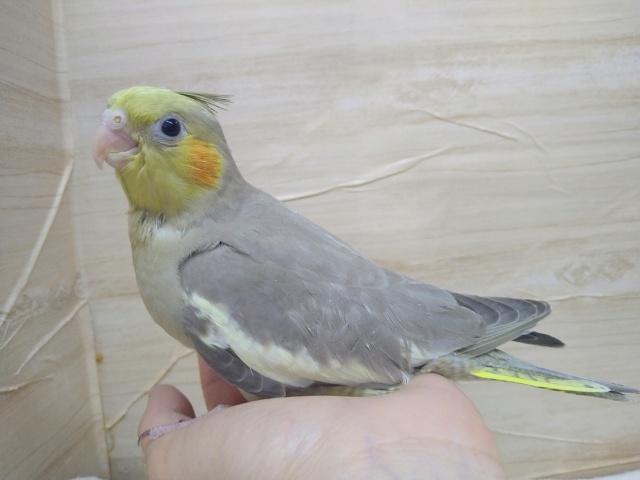 優しいカラーです。シナモンオカメちゃん、いますよ〜