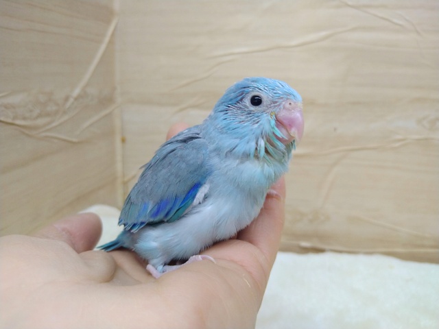 ちょこっとパイドなマメルリハさん、いますよ〜