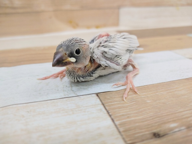 文鳥さん(シルバー)入荷いたしました〜❤