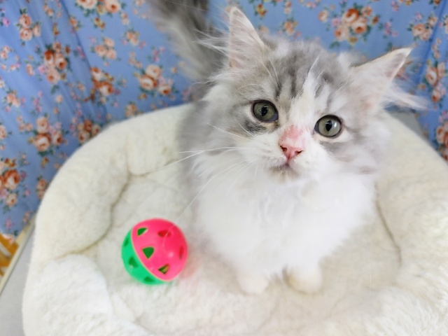 サイベリアンの男の子入荷しました❤