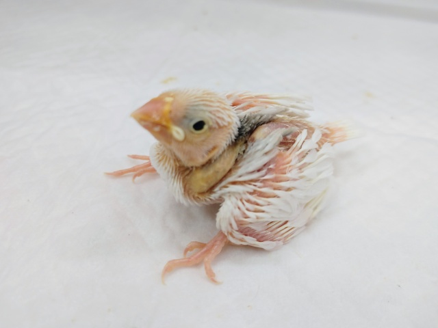 白文鳥のヒナさん入荷しました〜❤