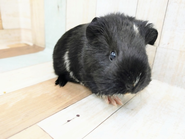 モルモットの女の子❤入荷しました〜✨