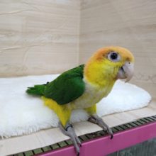 シロハラインコの「シロちゃん」いますよ〜