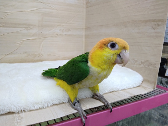 シロハラインコの「シロちゃん」いますよ〜