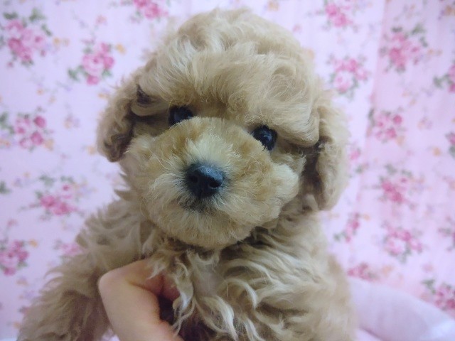 可愛すぎ♡トイプードル(レッド) 女の子♪