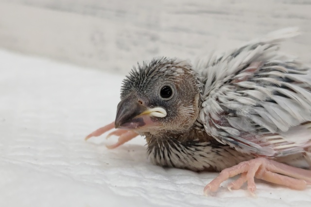 ギンギラギン✨　シルバー文鳥🐤