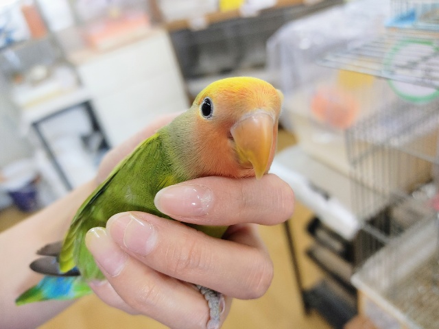 最新画像＆カゴデビューしました★暖かい場所が好き〜♡コザクラインコヒナ(タイガーチェリー)