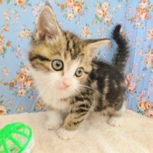 丸顔のスコティッシュフォールドくん✨入荷しました〜❤