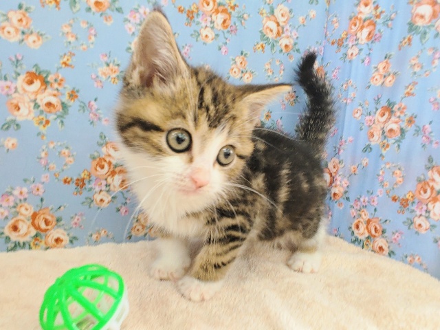 丸顔のスコティッシュフォールドくん✨入荷しました〜❤