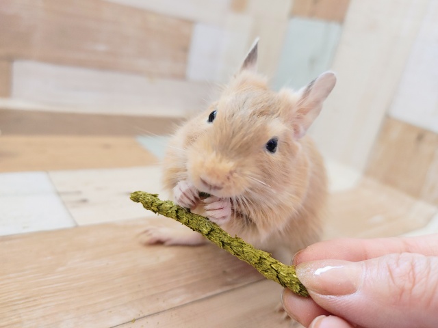 デグーの男の子(サンド)入荷しました❤